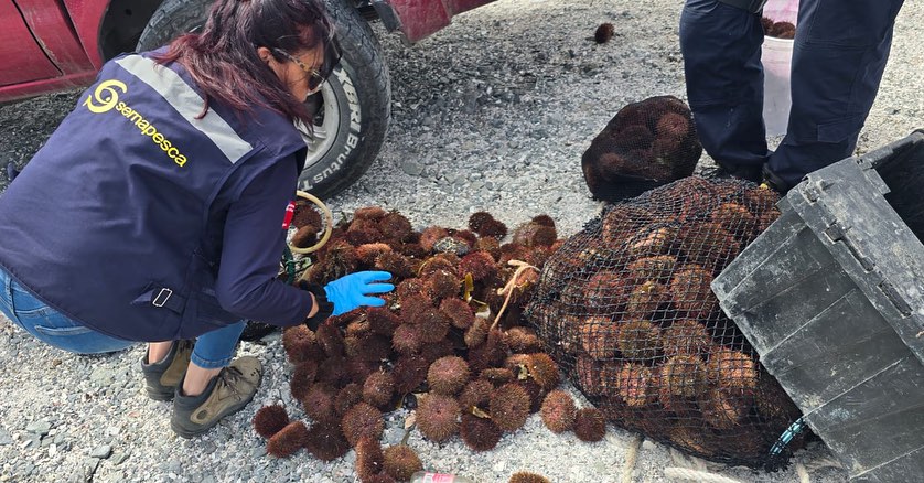 Se desarrolló una nueva jornada de fiscalización en el borde costero de la provincia de Chañaral